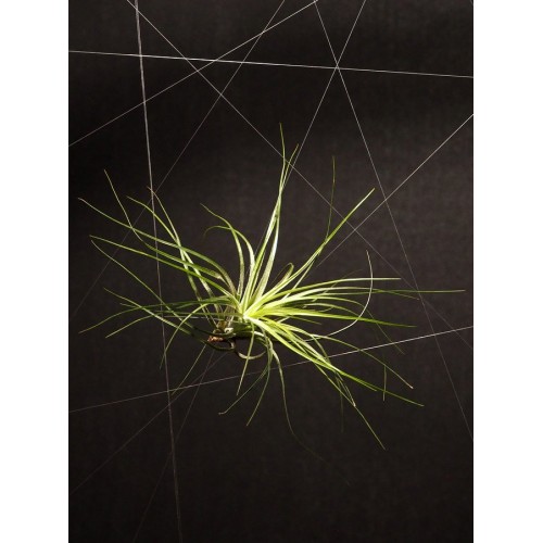 Tillandsia Stricta