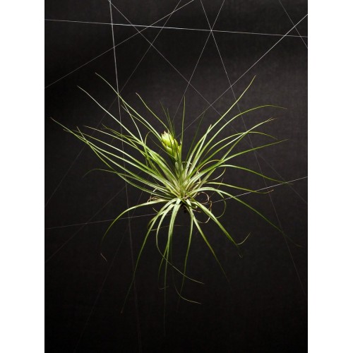 Tillandsia Stricta