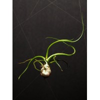 Tillandsia Bulbosa M