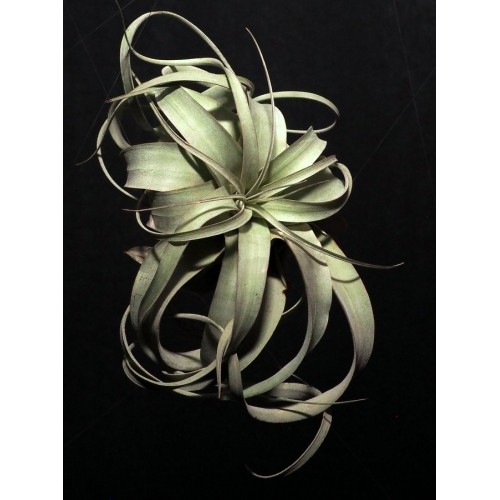 Tillandsia Xerographica M